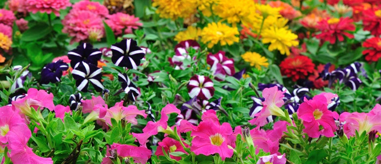 Summer Colour for Your Garden