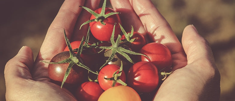 Tomato Troubleshooting