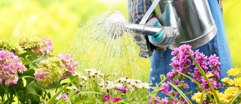 Our Top Watering Tips