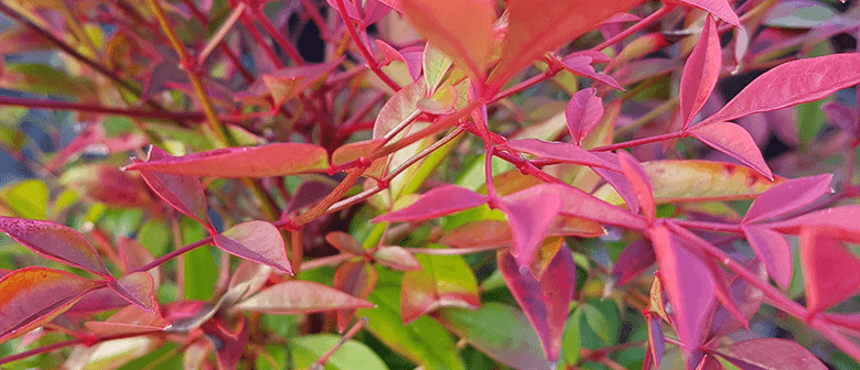 Fabulous Foliage: Winter Garden Colour
