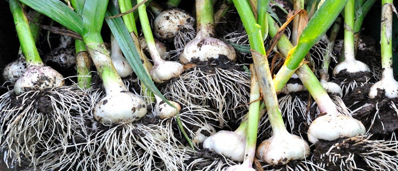 How to Grow Garlic