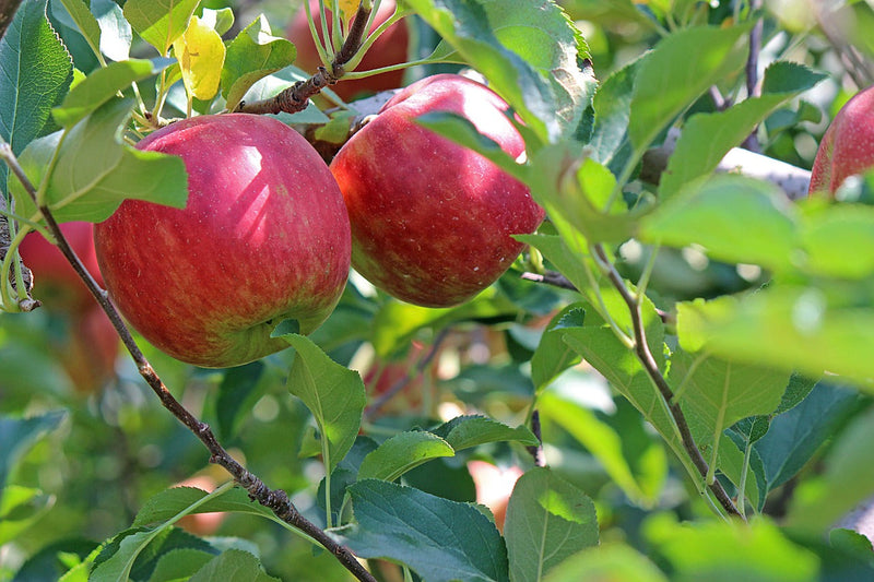 Cooking with Fruit from Your Deciduous Trees: Delicious Recipes from the Garden