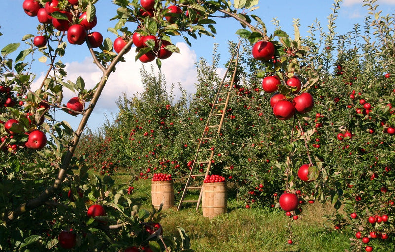 How to Plant Apple Trees: A Beginner’s Guide to Growing Apples at Home