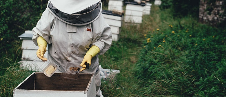 Q & A with a Beekeeper