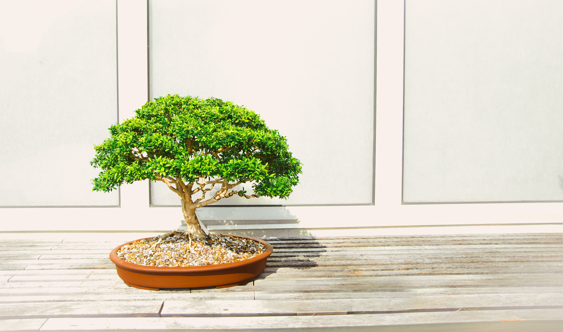 How to Grow Bonsai