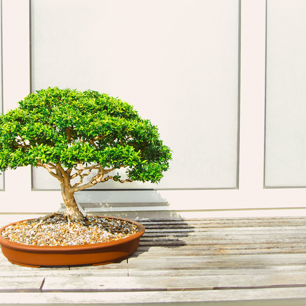 How to Grow Bonsai