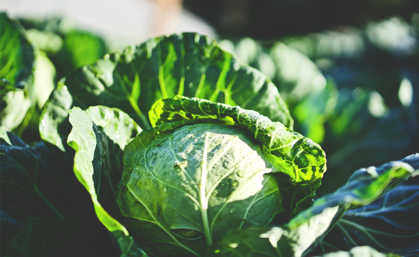 How to Grow Cabbage