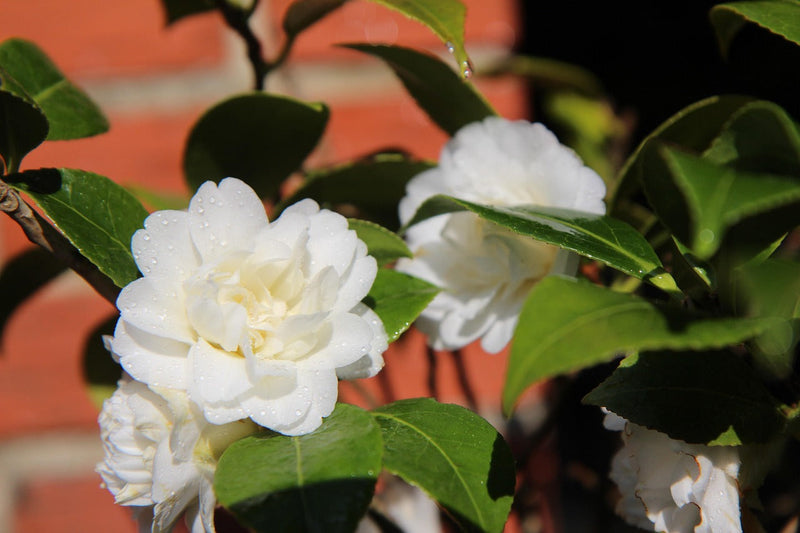 The Ultimate Guide to Growing Beautiful Camellias in Your Garden