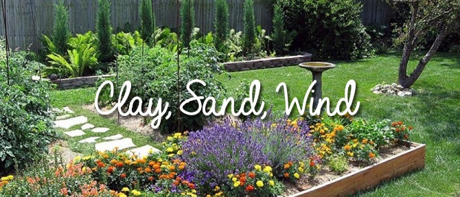 Growing in Clay, Sand and Wind