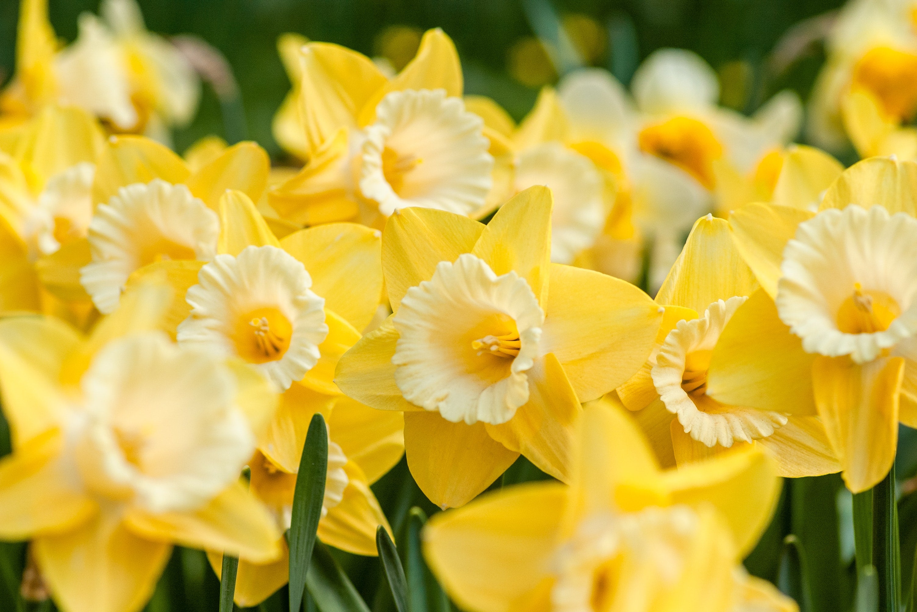 How to Grow Daffodils