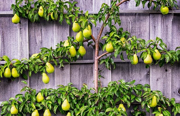 How to Espalier Fruit Trees