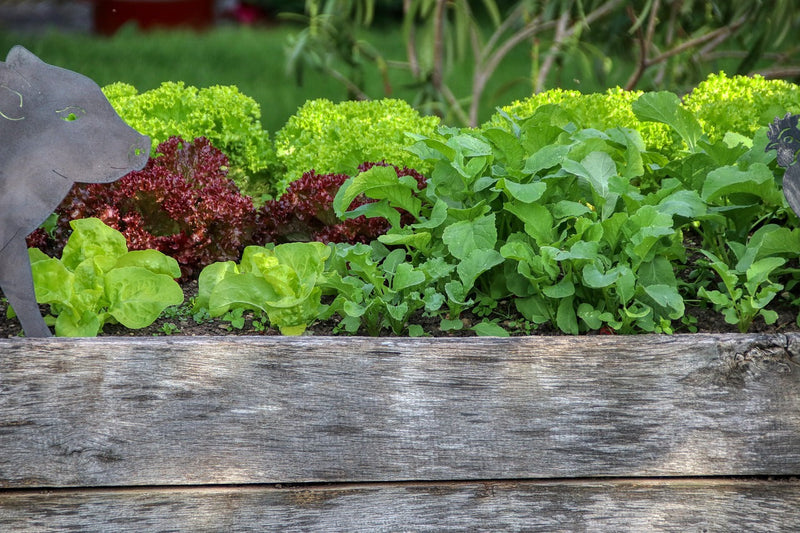 Planting in Raised Garden Beds: A Beginner’s Guide 🌿