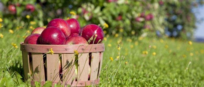 Grow Your Own Fruit Bowl