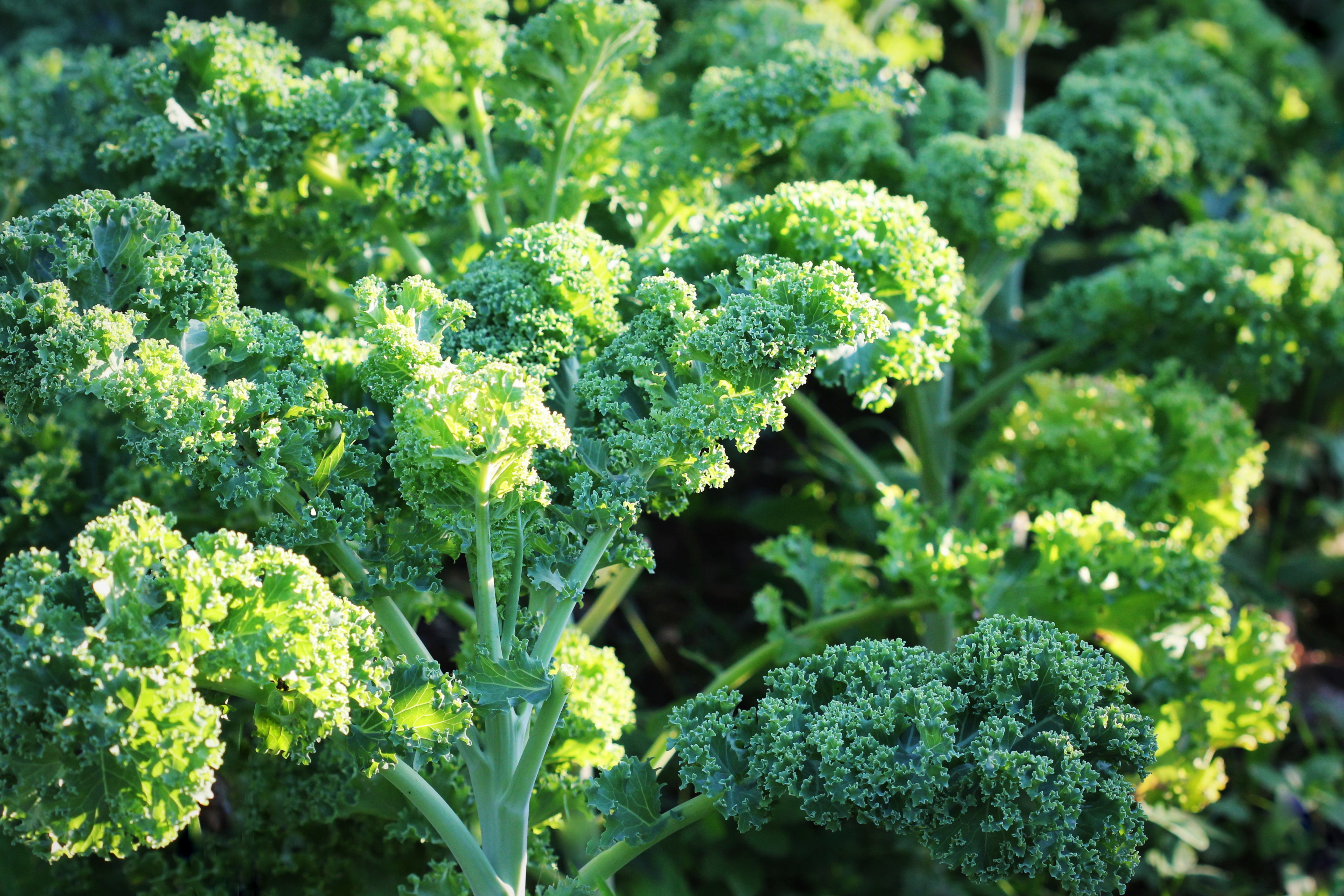 How to Grow Kale