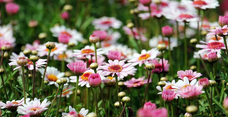 How to Grow and Care for Argyranthemum