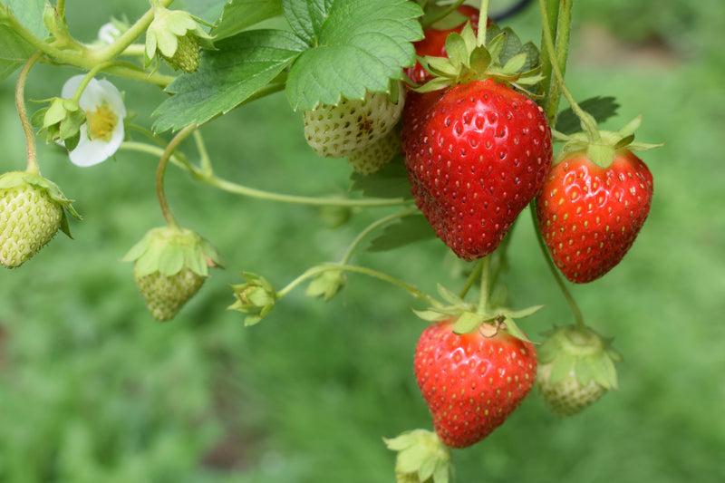 Planting Strawberries: A Sweet Guide to Growing at Home