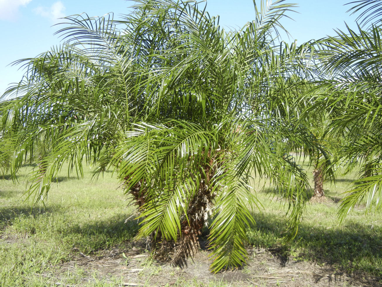 How to Grow Palms