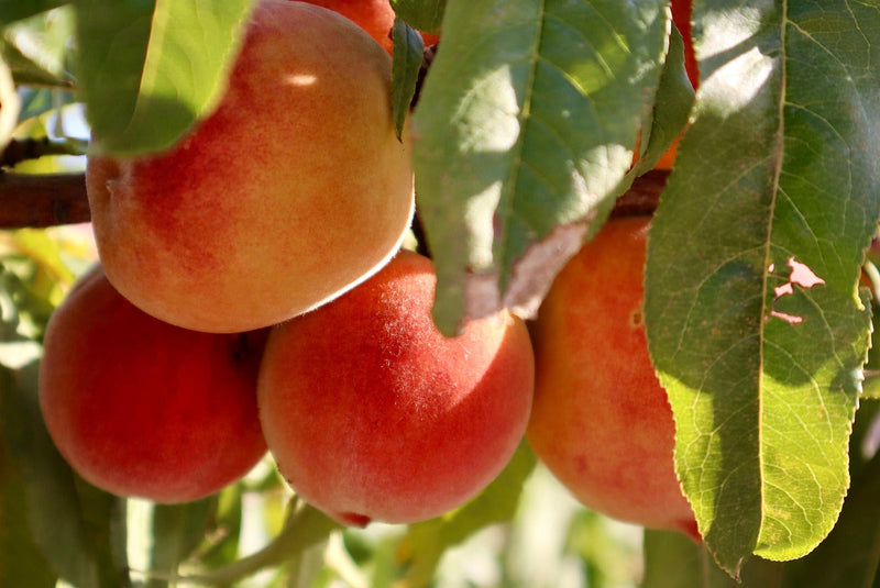 How to Plant Peach Trees: Grow Sweet, Juicy Peaches at Home