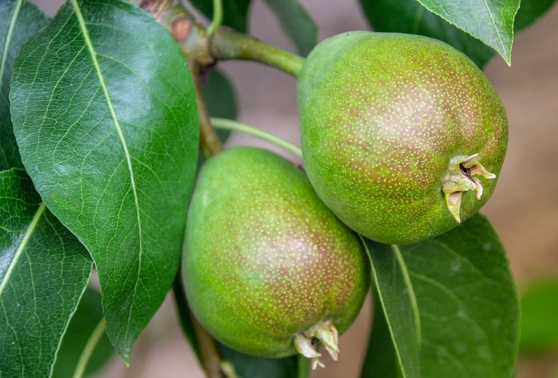 A Complete Guide to Growing Deciduous Fruit Trees in New Zealand