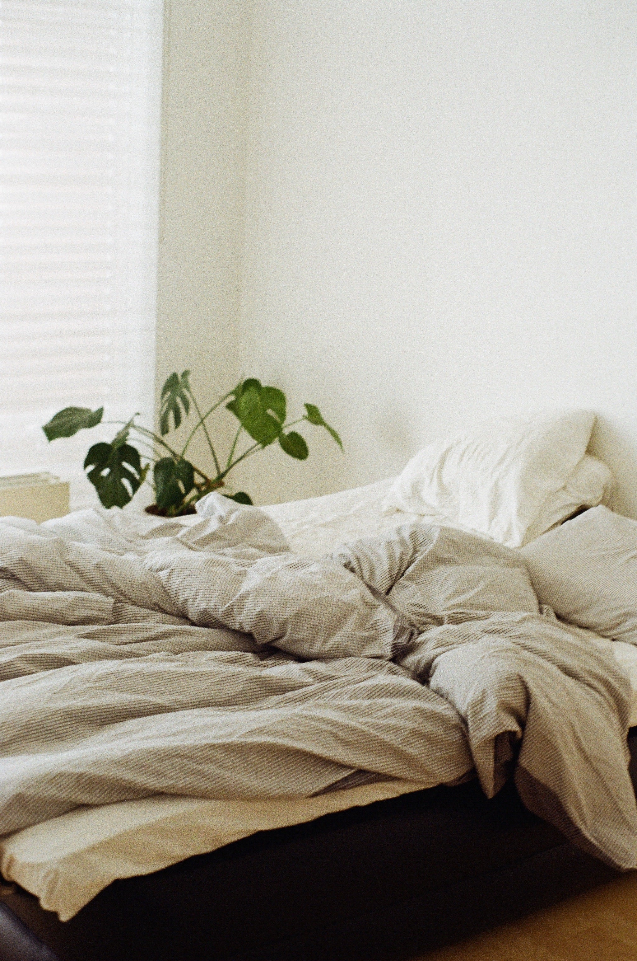 The Best Houseplants for your Bedroom to Help You Sleep Better