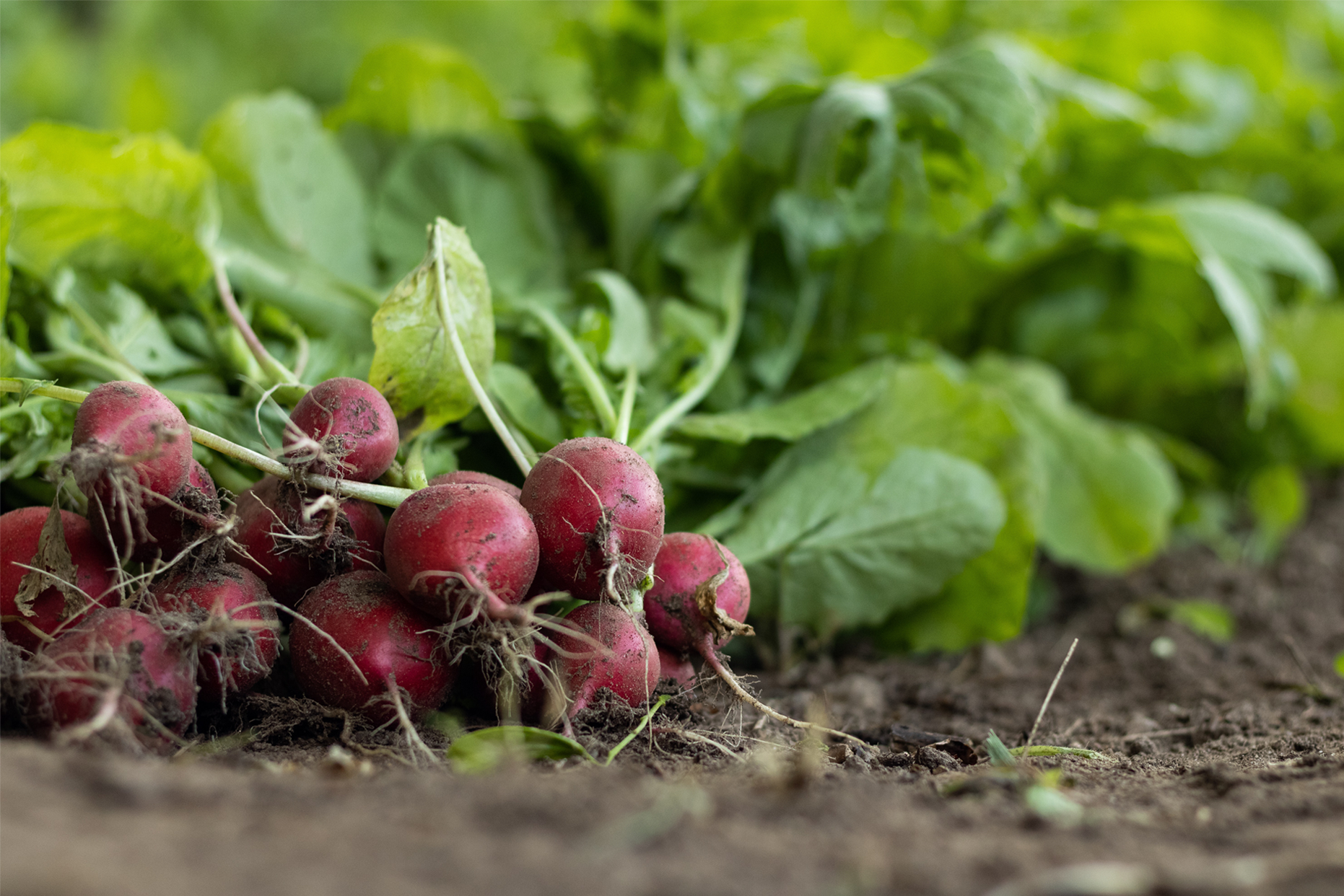 How to Grow Radishes