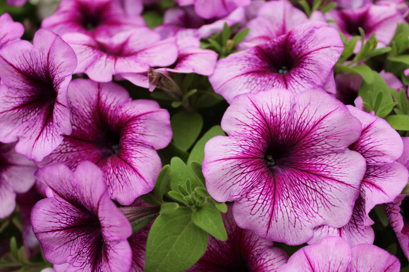 How to Grow and Care for Petunias