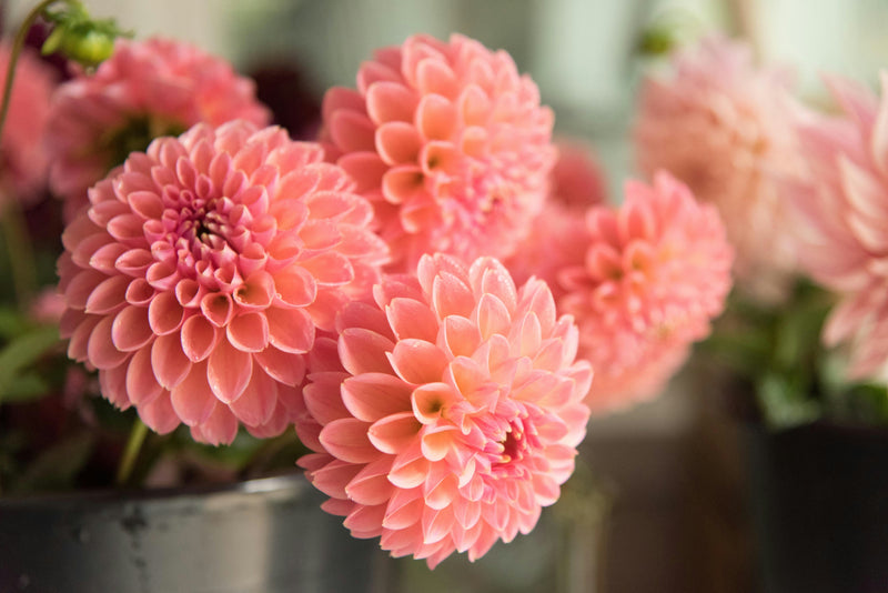 The Rise of Dahlias: Why These Classic Blooms Are More Popular Than Ever
