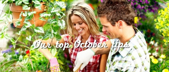 Palmers Top October Gardening Tips