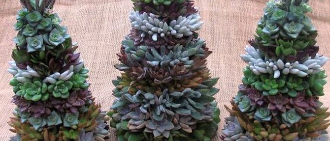 DIY Succulent Christmas Tree