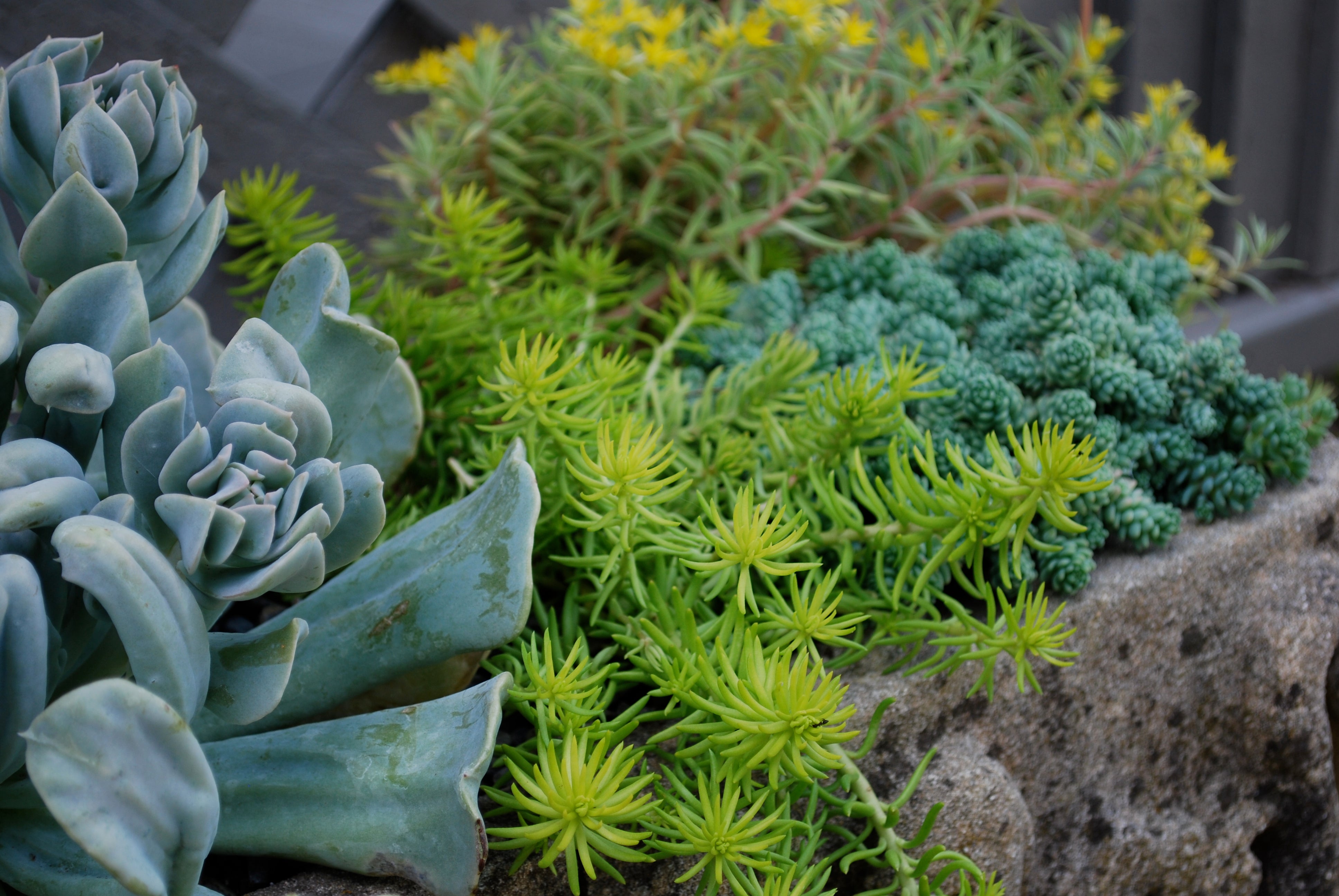 How to Grow Cacti and Succulents