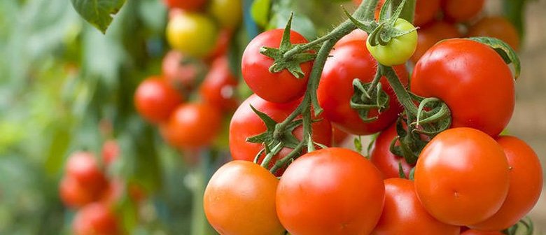 Growing Tomatoes for Christmas