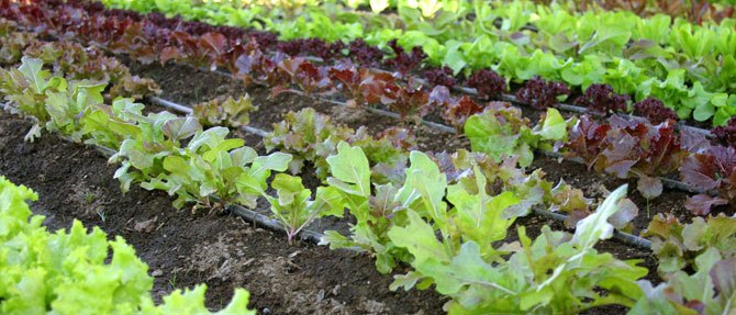 The Vege Garden Keeps Expanding!