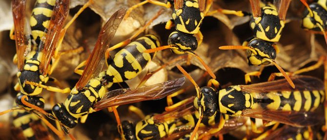 Beat the Wasps with Wasp-X!