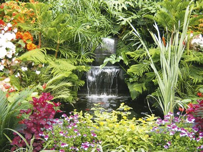 How to Create a Water Garden