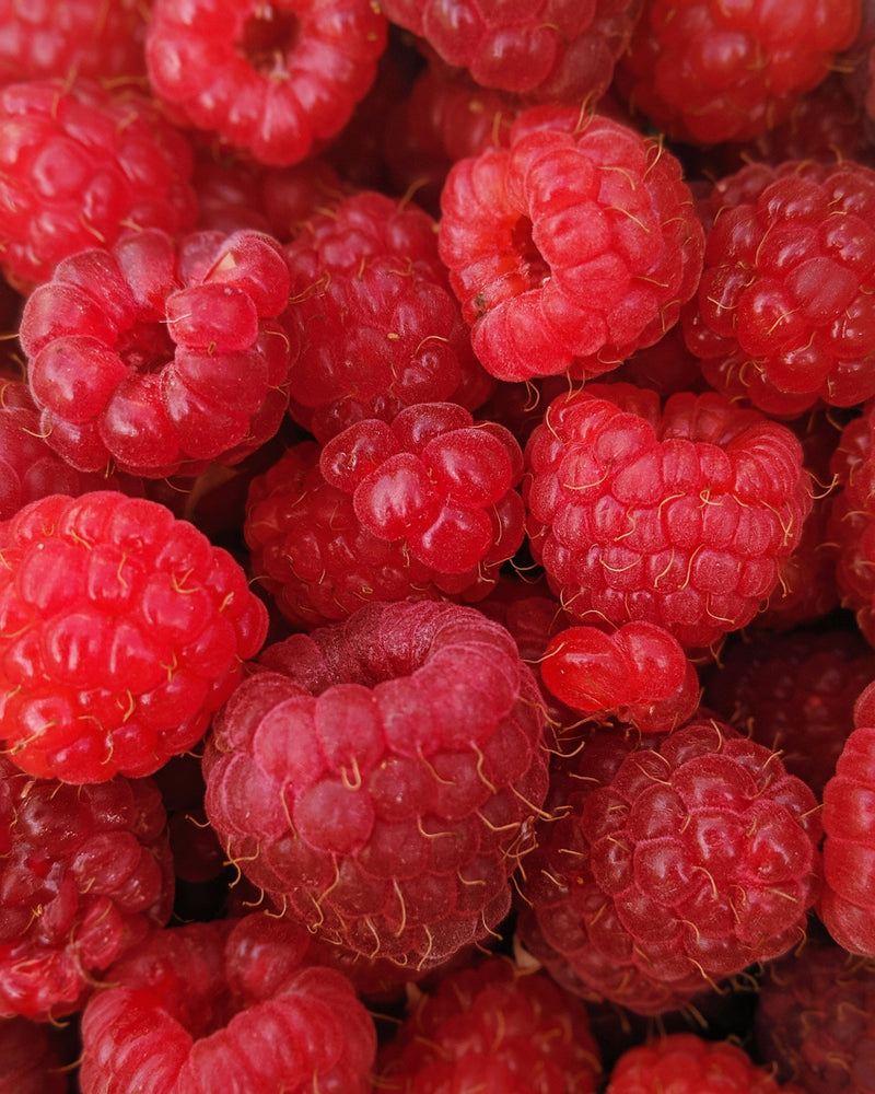 How to Grow Raspberries in New Zealand: A Beginner’s Planting Guide