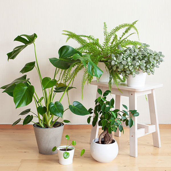 Garden Plants