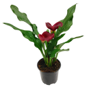 Zantedeschia - 10.5CM