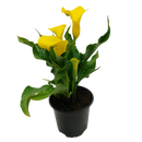 Zantedeschia - 10.5CM