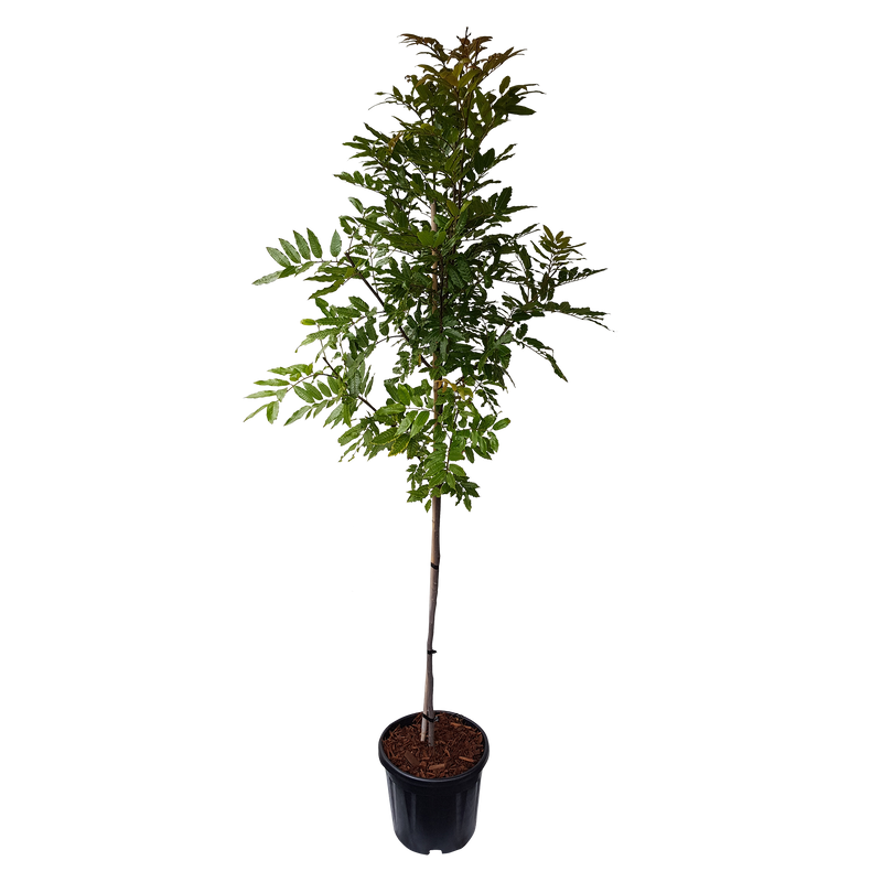 Alectryon Excelsus - 10L