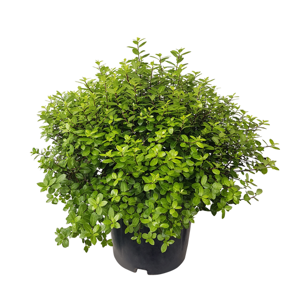 Pittosporum Golf Ball - 10L