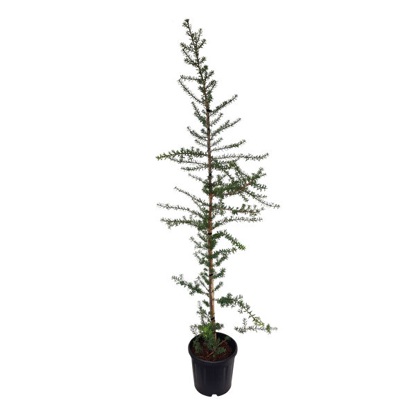 Podocarpus Totara Matapouri Blue - 10L