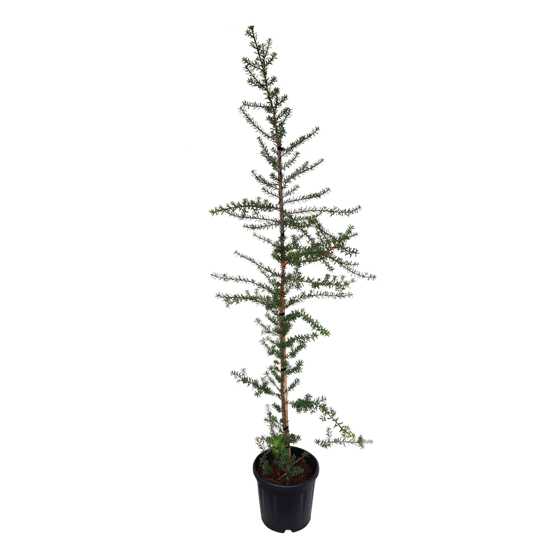 Podocarpus Totara Matapouri Blue - 10L