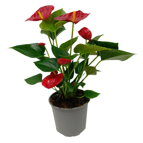 Anthurium Andreanum - 12CM