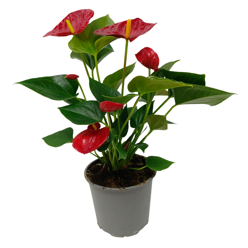 Anthurium Andreanum - 12CM