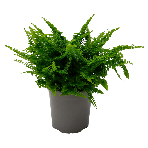 Nephrolepis Fluffy Ruffles - 12CM