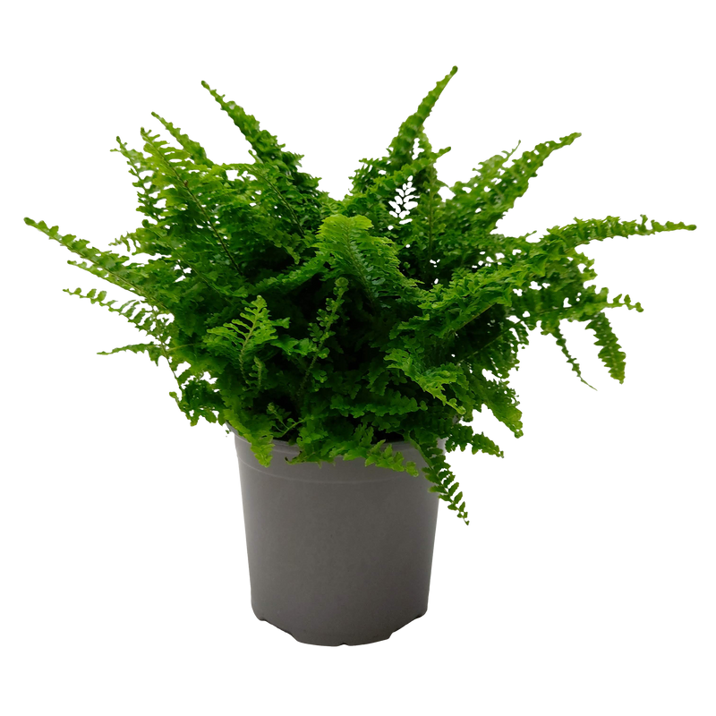 Nephrolepis Fluffy Ruffles - 12CM