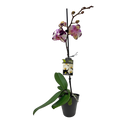 Phalaenopsis Orchid Single - 12CM