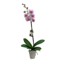 Phalaenopsis Orchid Single - 12CM