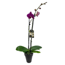 Phalaenopsis Orchid Single - 12CM