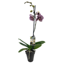 Phalaenopsis Orchid Single - 12CM